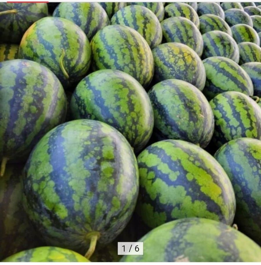 Jeju Sinseom Watermelon ~4kg