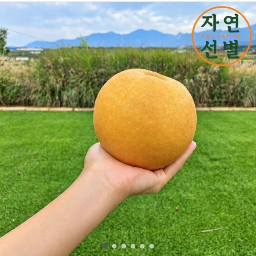 2026 햇배 대과 2.5kg