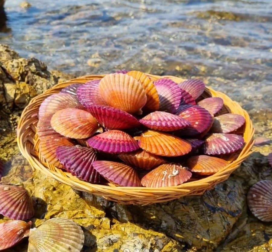 Tongyeong Red Scallop 1kg