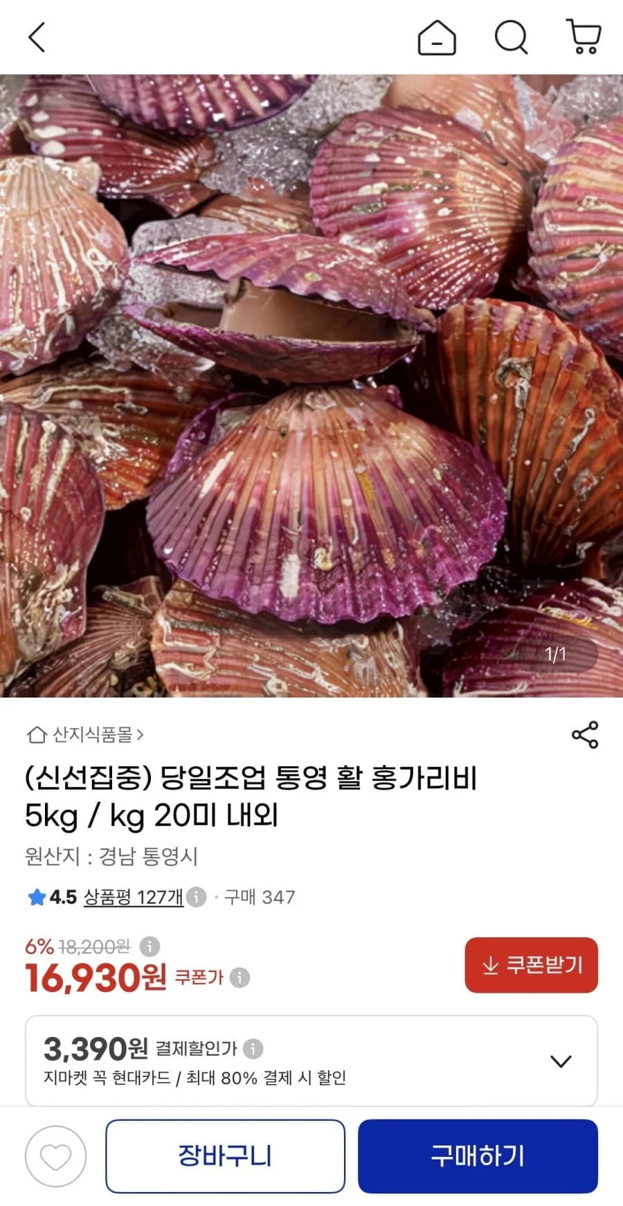 Tongyeong Live Red Scallop 5kg