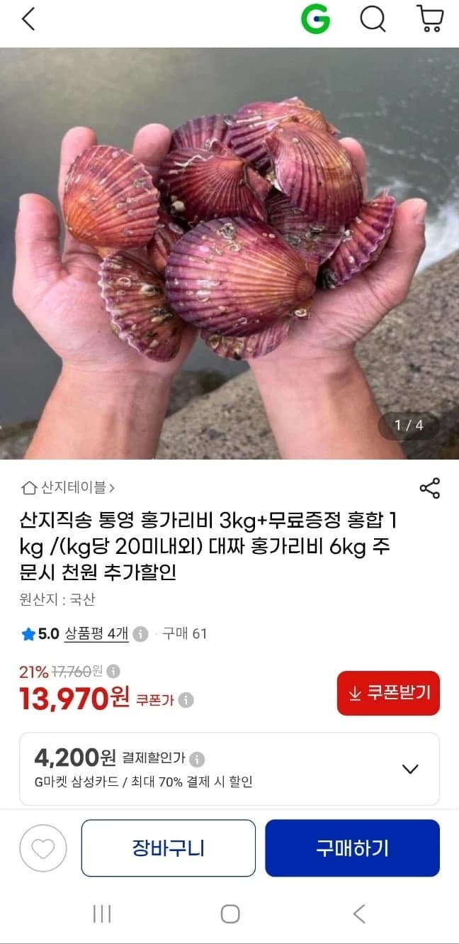 Red Scallop 3kg with Free 1kg Mussels