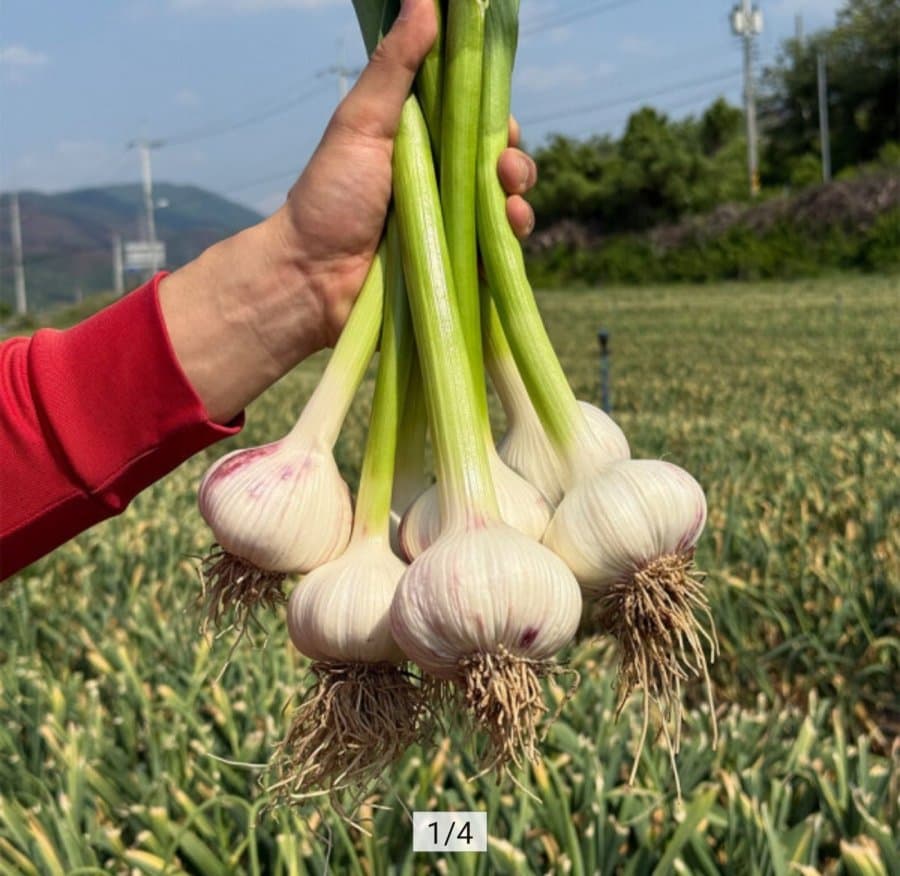 국내산 햇 통마늘 소~중 1kg