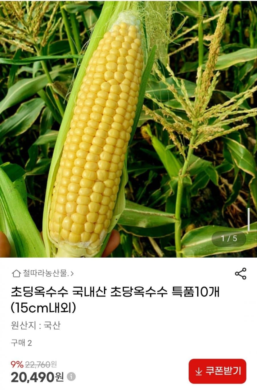 국내산 초당옥수수 특품