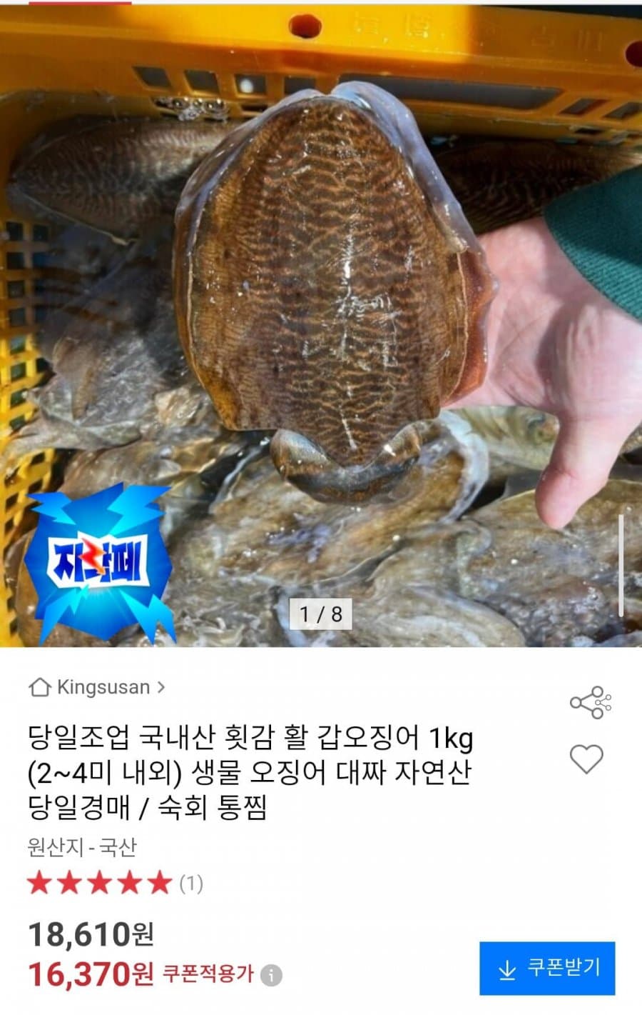 당일조업 국내산 활 갑오징어 1kg