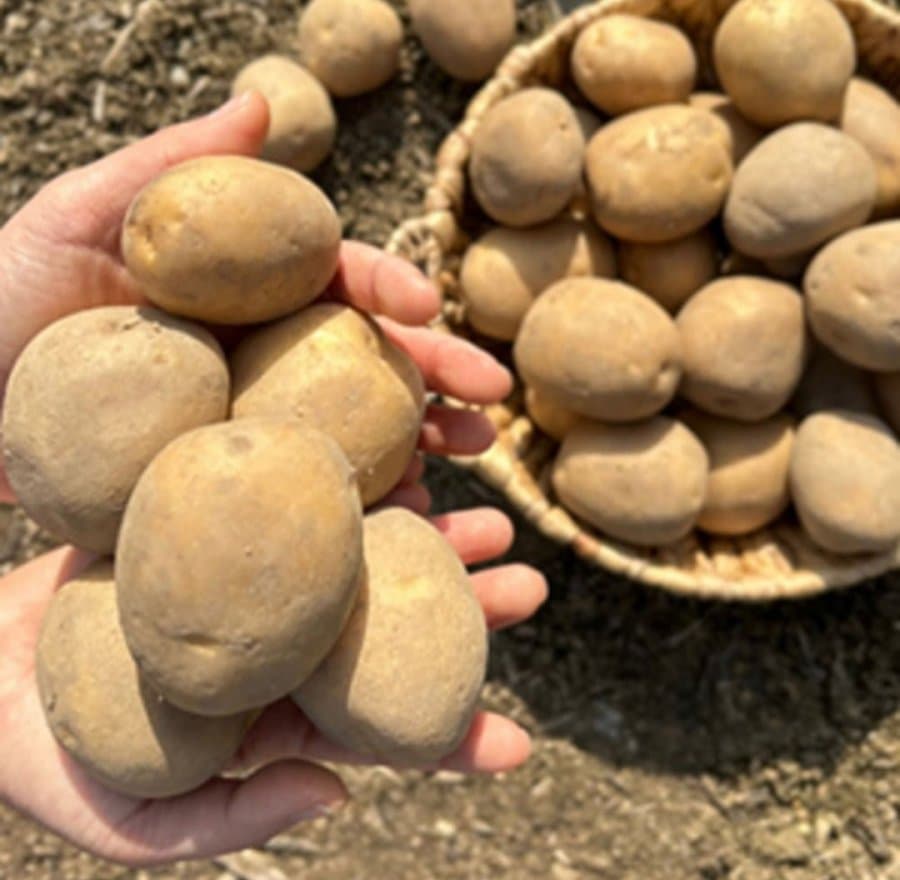 두백 수미 햇 감자 5kg