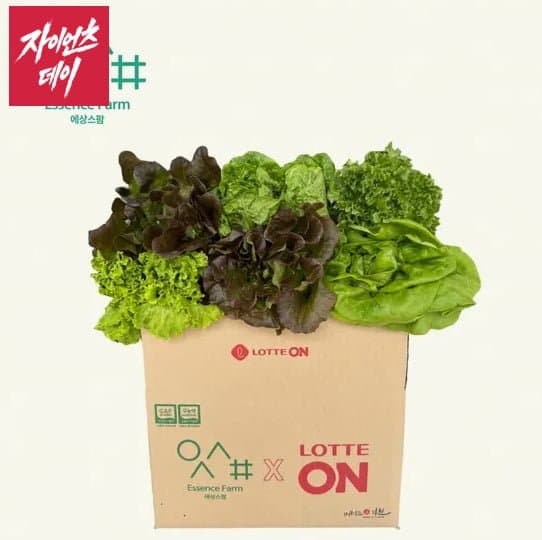 예상스팜 모듬쌈 1kg