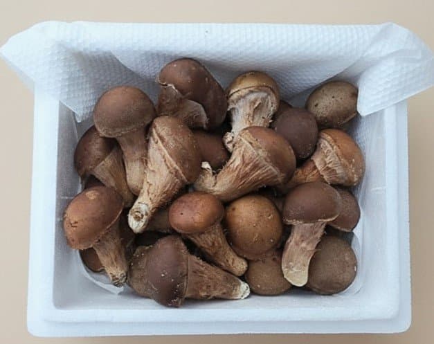 황룡 참송이버섯 500g