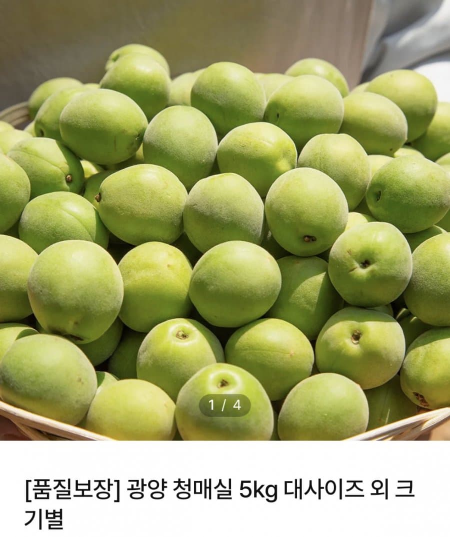 광양 청매실 대과 5kg