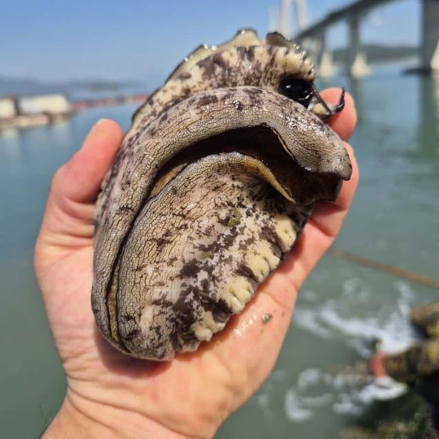 완도산 활전복 1kg 9미