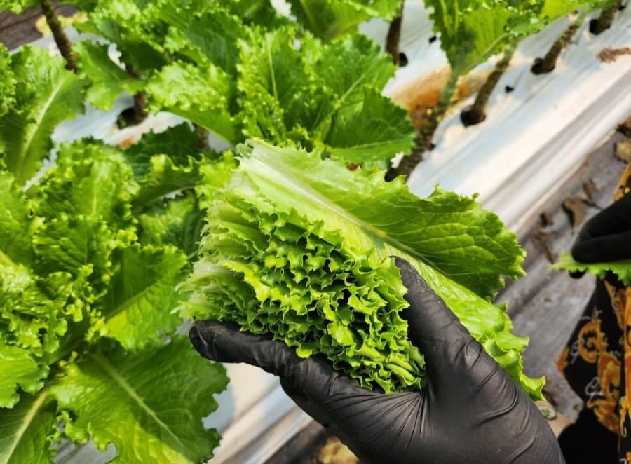 산지직송 청상추 1kg