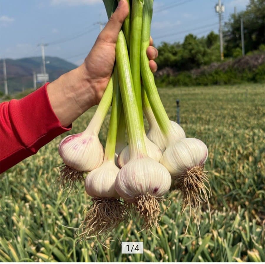 의성 햇마늘 통마늘 1kg