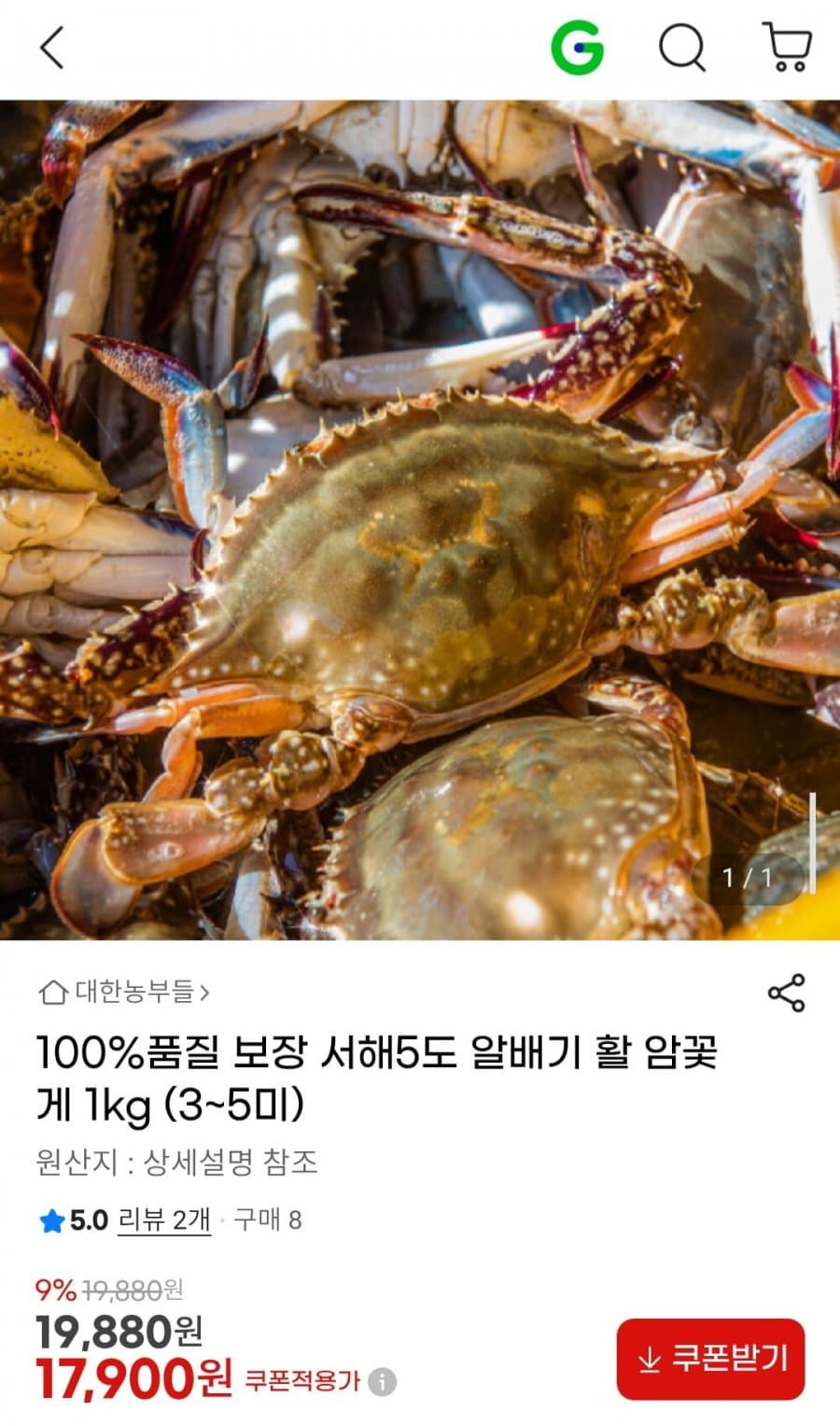 알배기 활 암꽃게 1kg