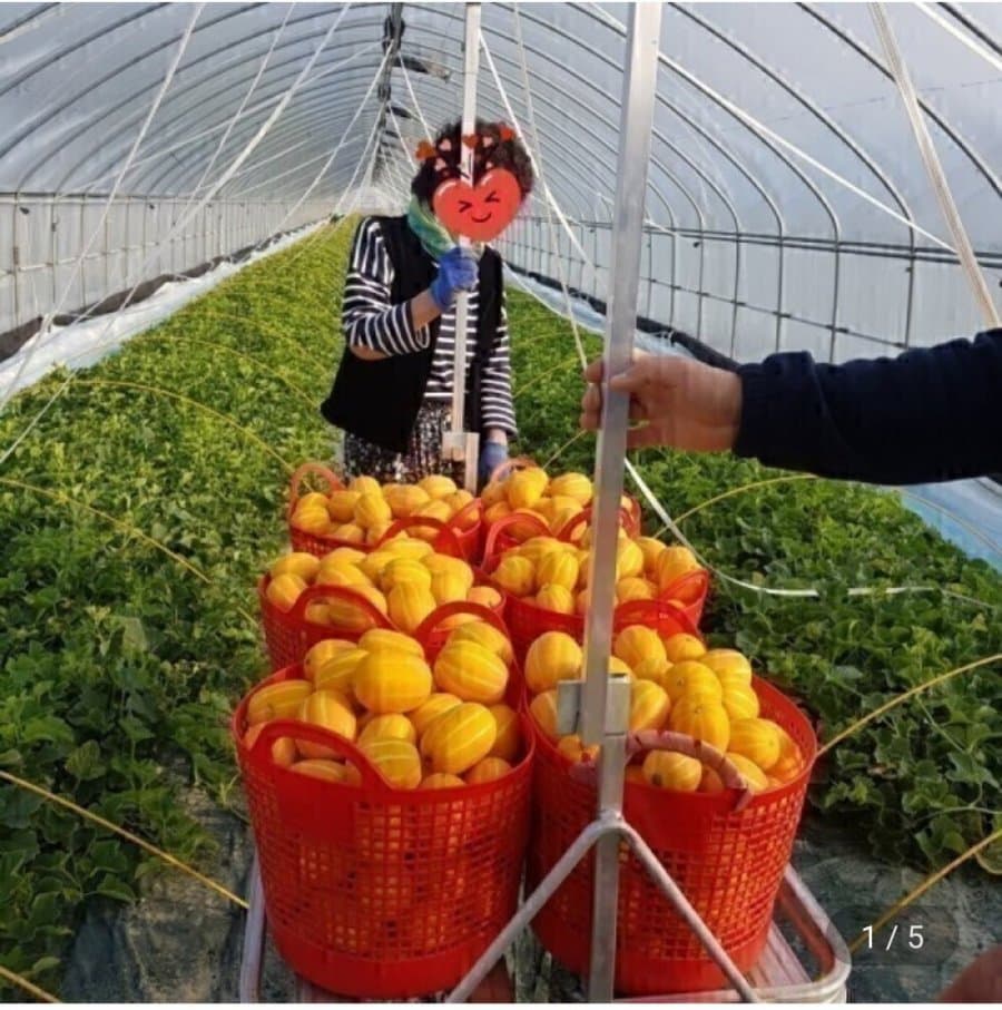성주참외 7kg 혼합과