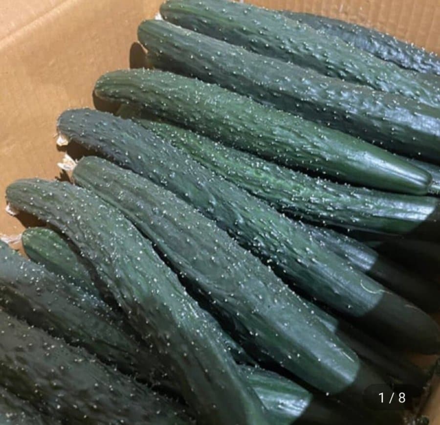 가시오이 5kg