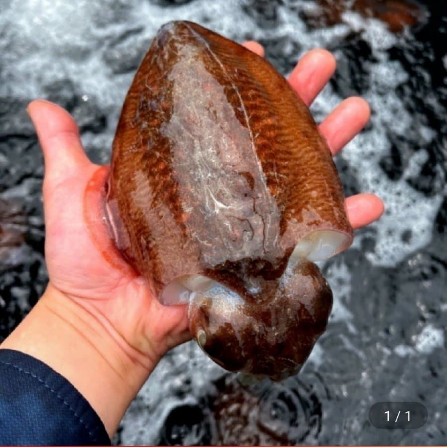 국산 갑오징어 1kg