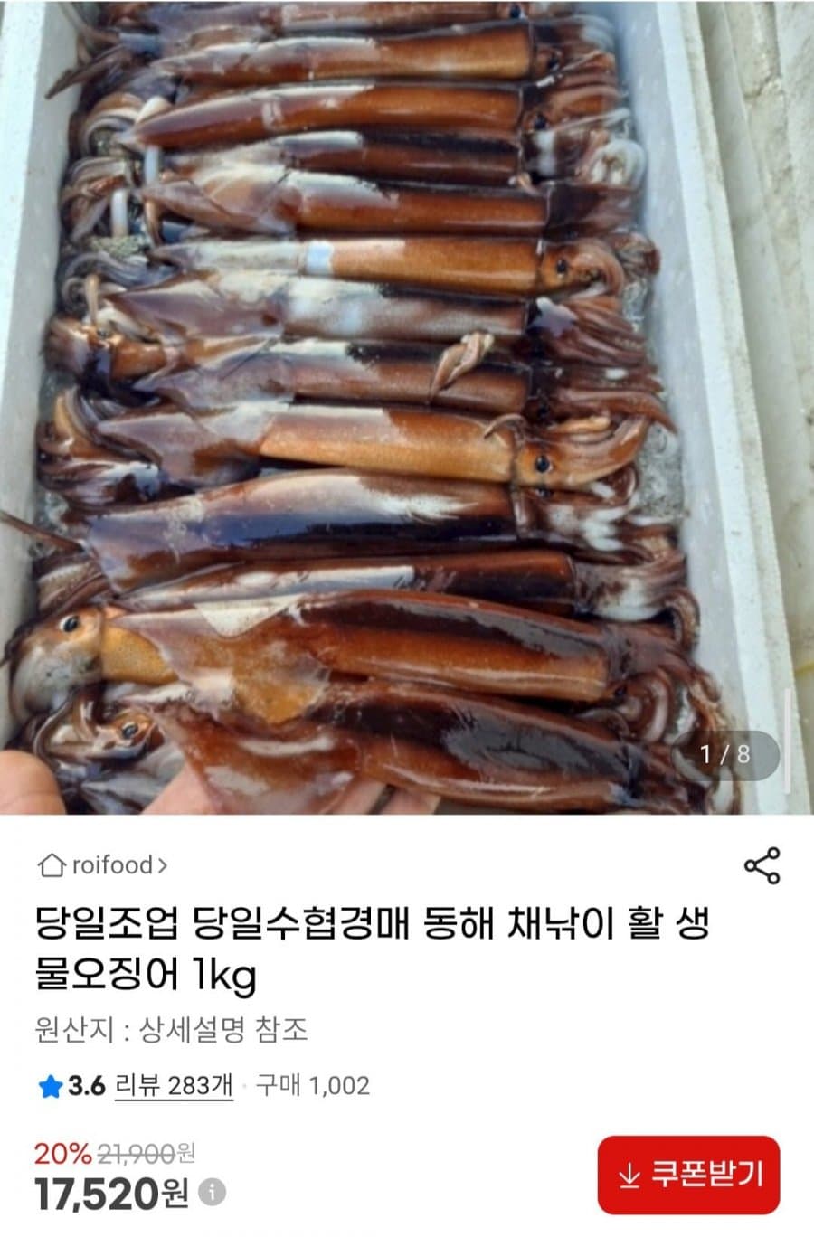 활 오징어 1kg