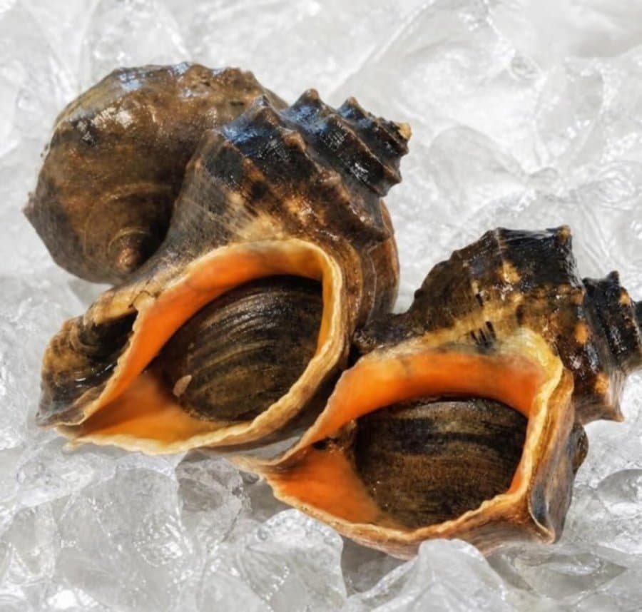 국내산 참소라 대 사이즈 1kg