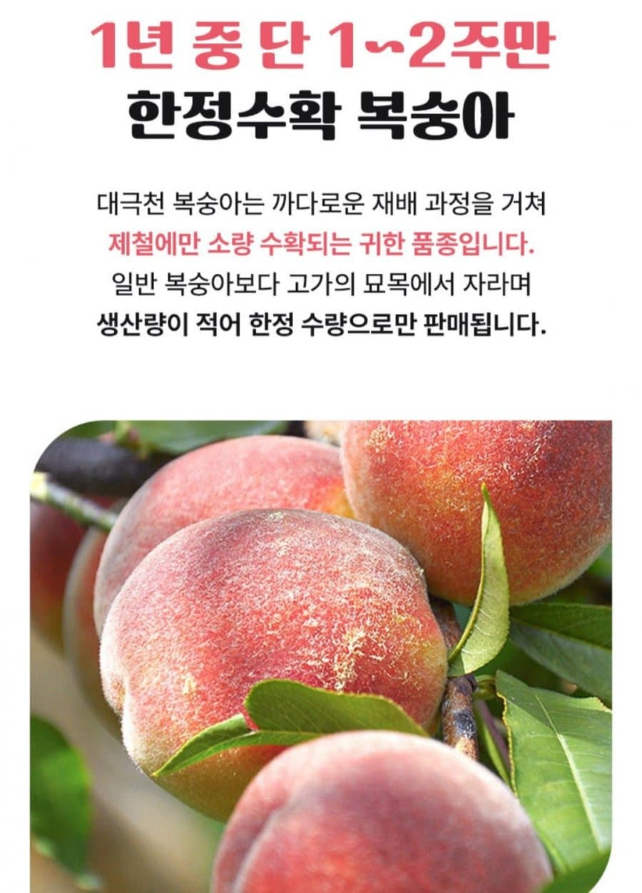 대극천 복숭아 3kg