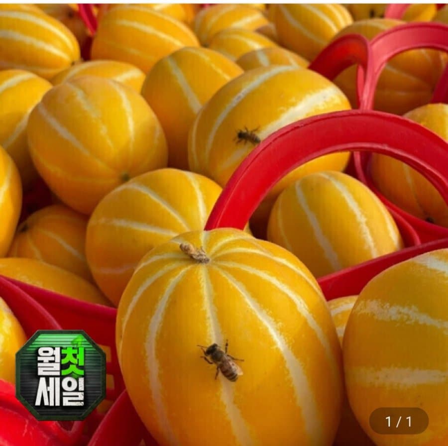 성주 참외 9kg