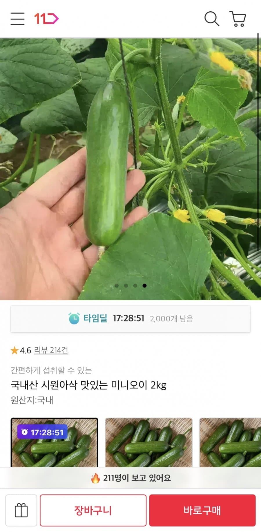 국내산 미니오이 2kg