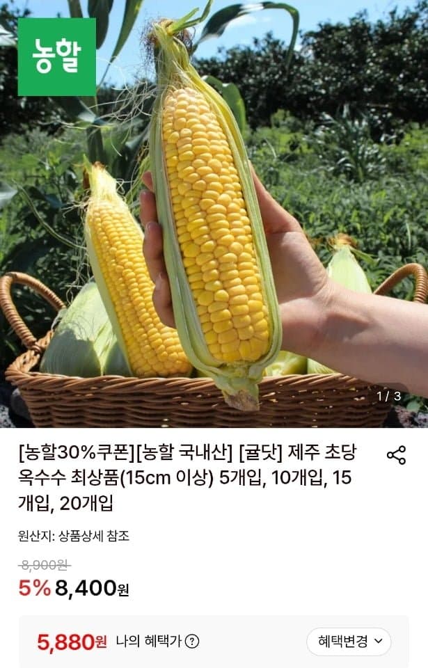 제주 초당옥수수 5개