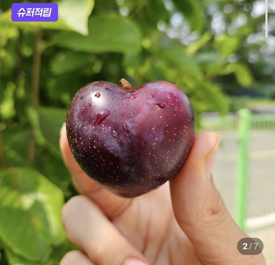 나디아 체리 자두 1kg