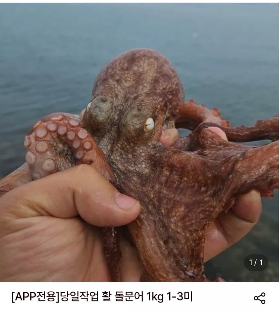 활 돌문어 1kg