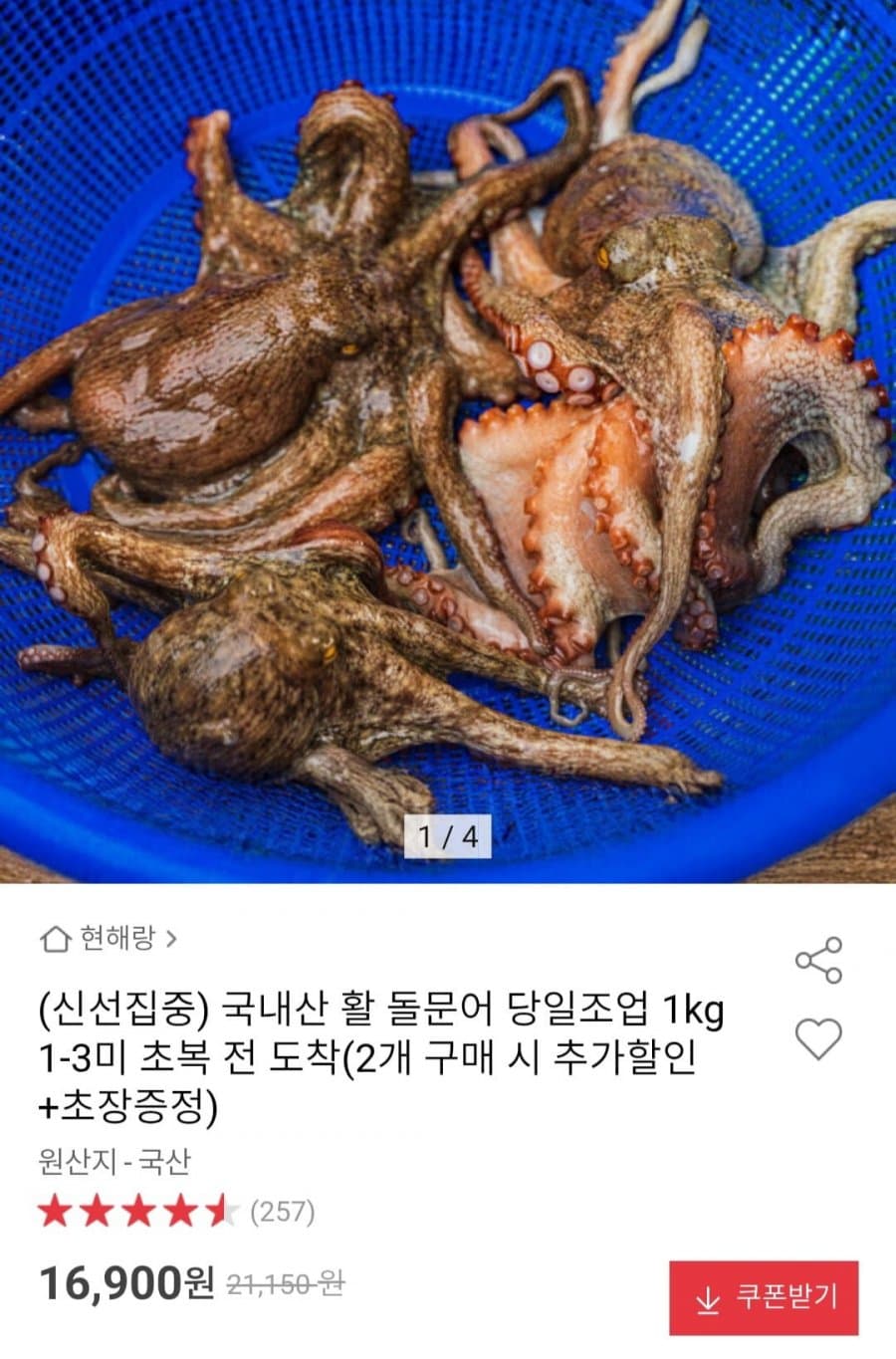 국내산 활 돌문어 1kg