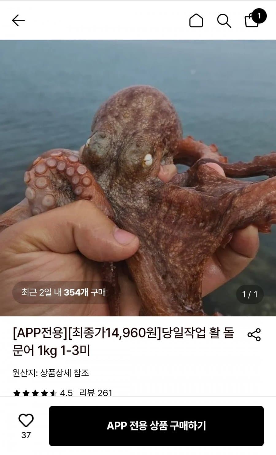 활 돌문어 1kg