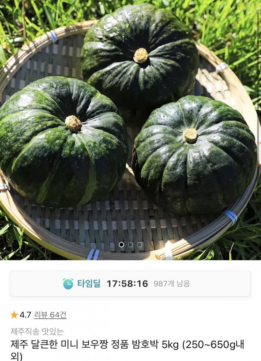 제주 미니 보우짱 밤호박 5kg