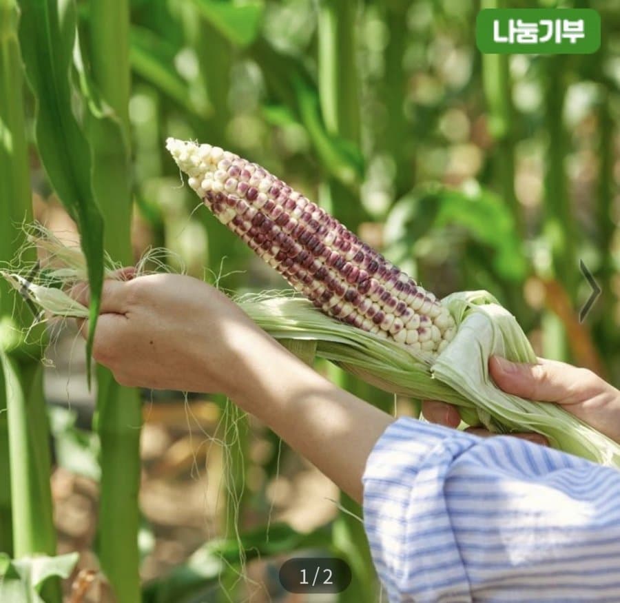 생 흑찰옥수수 10개