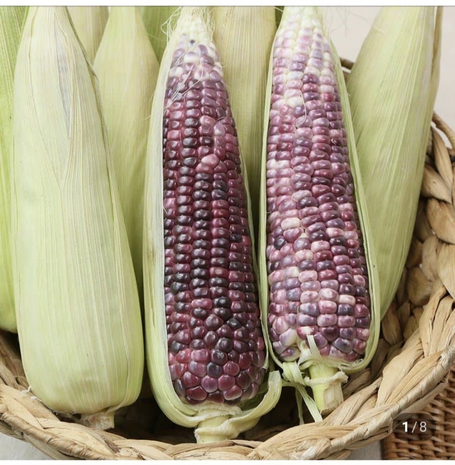 곡성 흑찰옥수수 20개