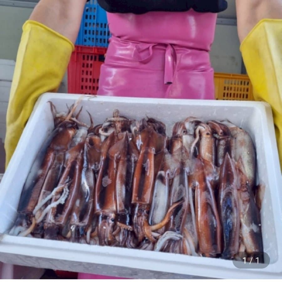 국내산 활 채낚오징어 1kg
