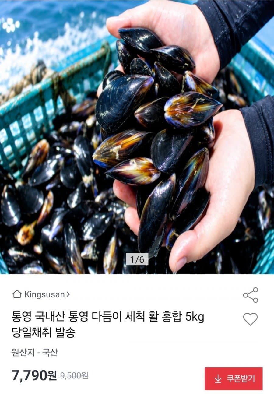 통영 활 홍합 5kg