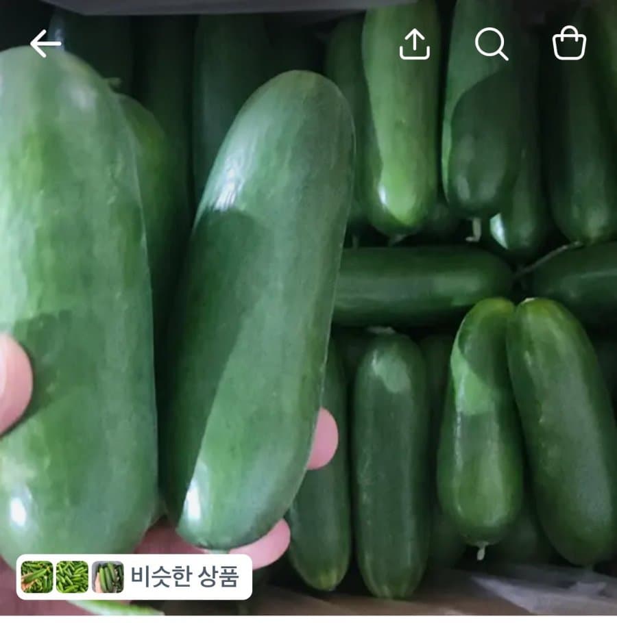 미니오이 특품 1kg