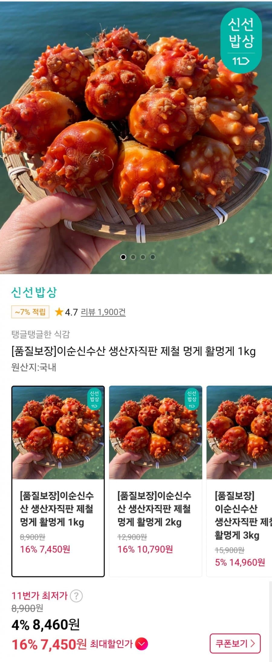 Fresh Live Sea Squirt 1kg