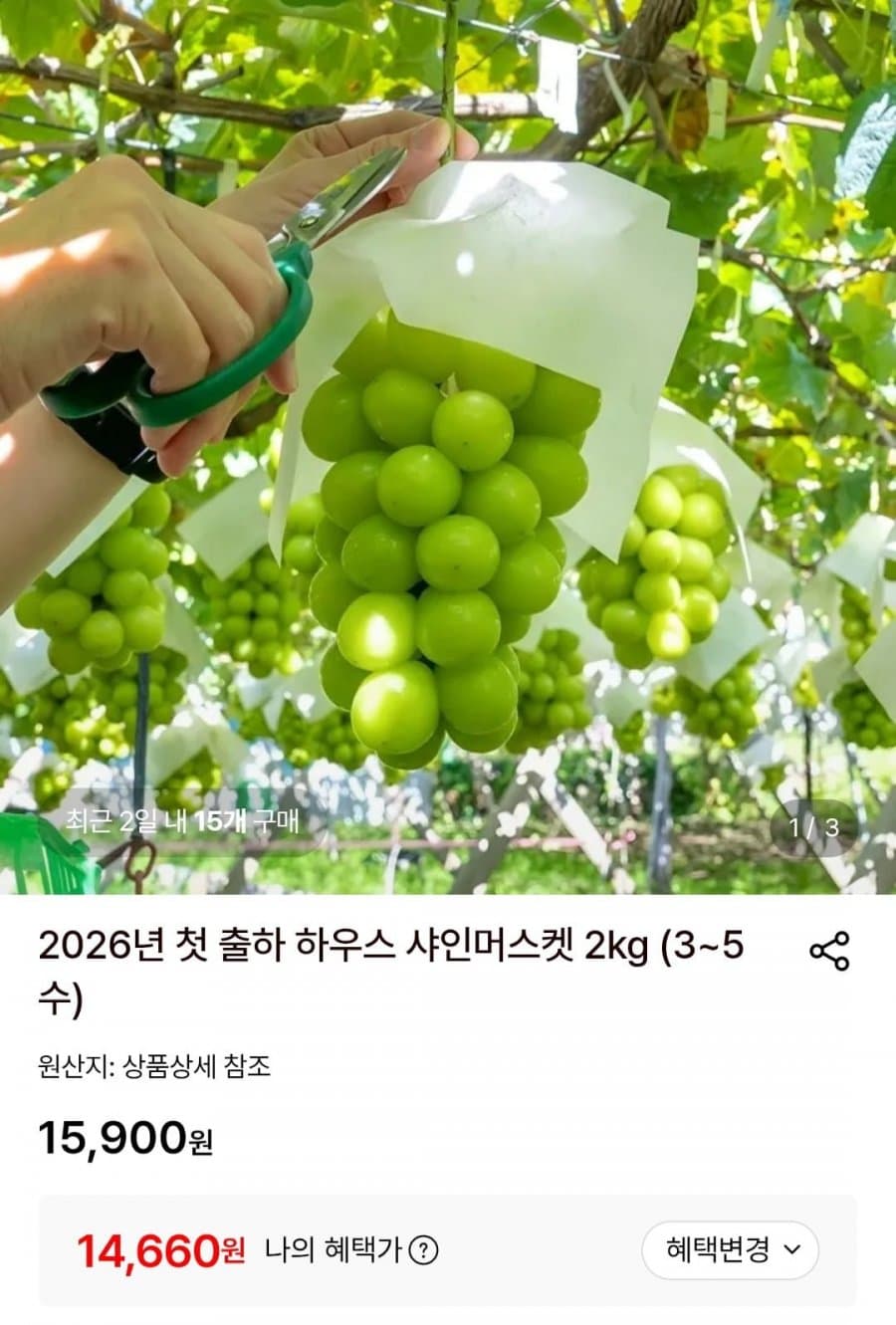 하우스 샤인머스켓 2kg