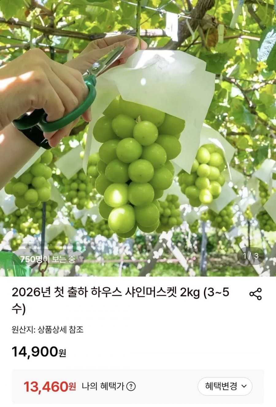 하우스 샤인머스켓 2kg