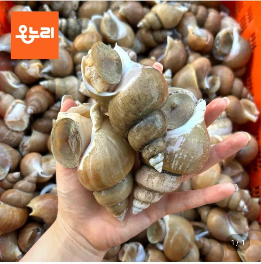 백고동 1kg