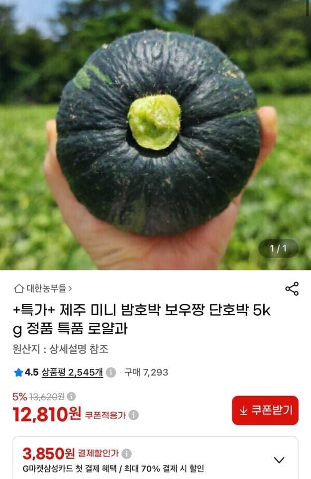 제주 미니 밤호박 5kg