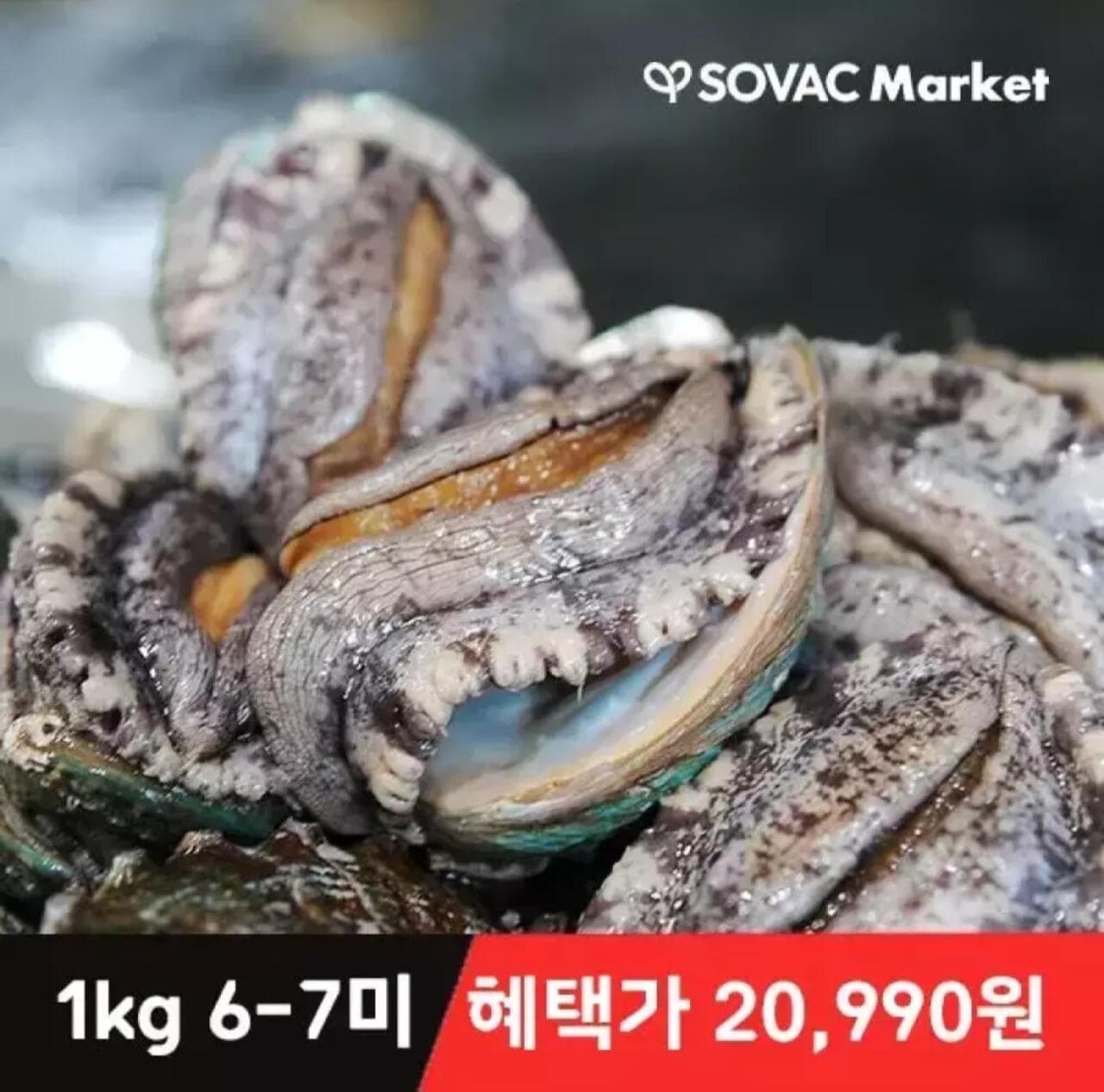완도 활 전복 1kg