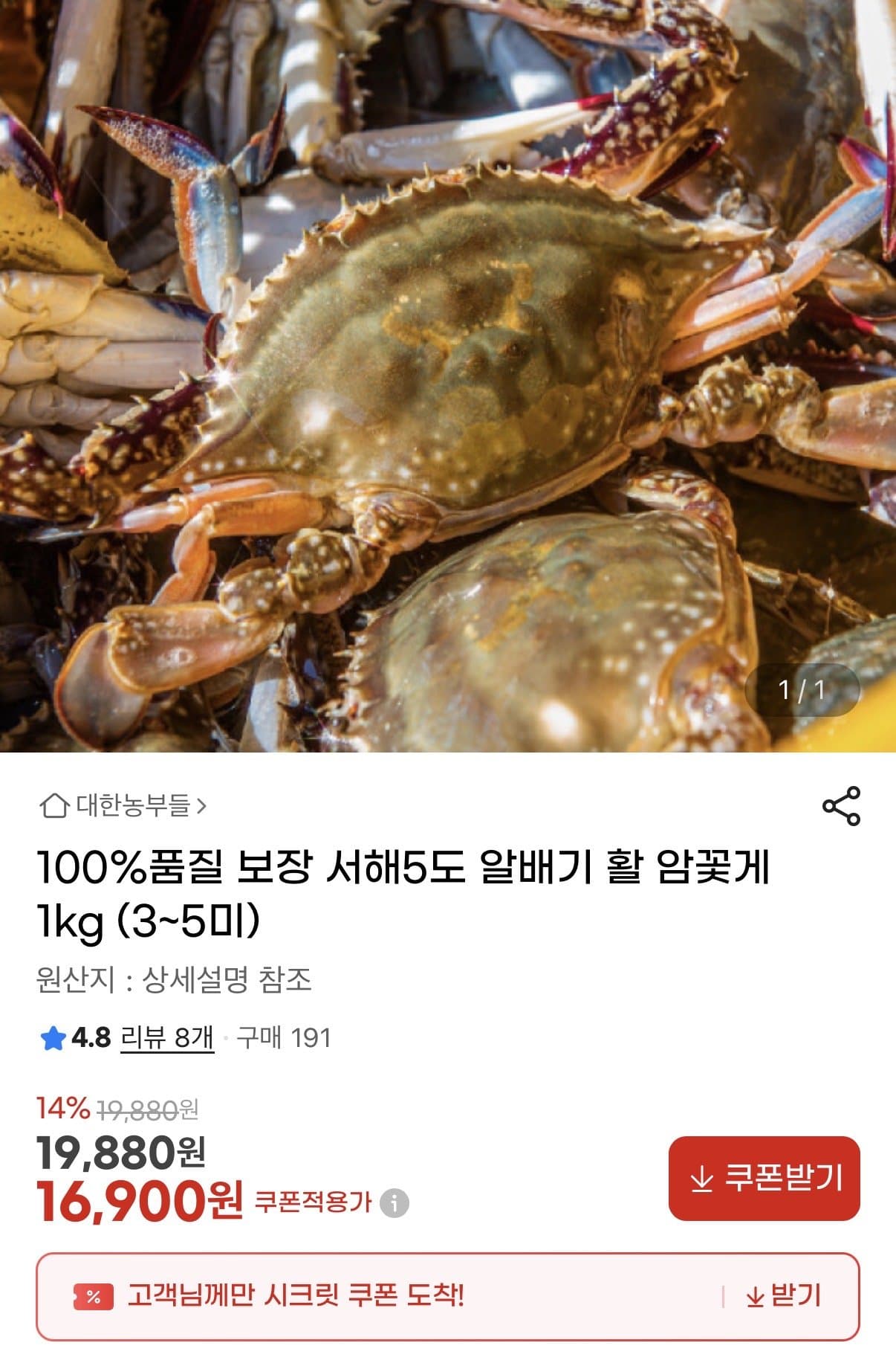 알배기 활 암꽃게 1kg