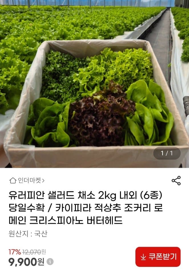 유러피안 샐러드 채소 2kg