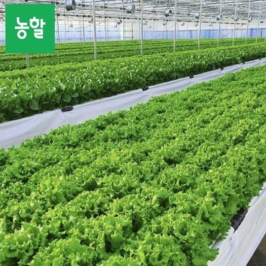 샐러드용 채소 모듬 1kg
