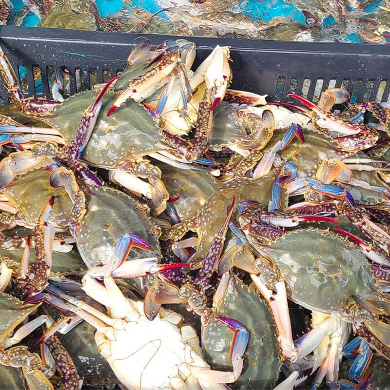청춘농가 활숫꽃게 1kg