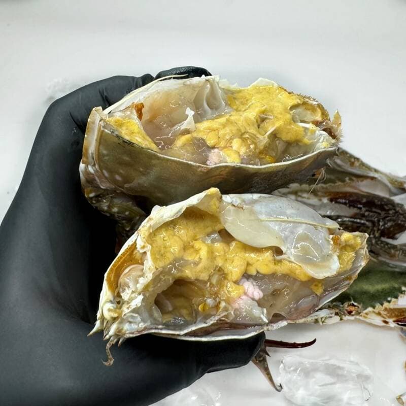 수산특공대 서해안 활 숫꽃게 1kg
