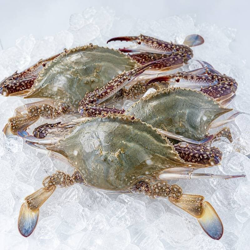산들에담다 서해안 활 숫꽃게 대 2kg