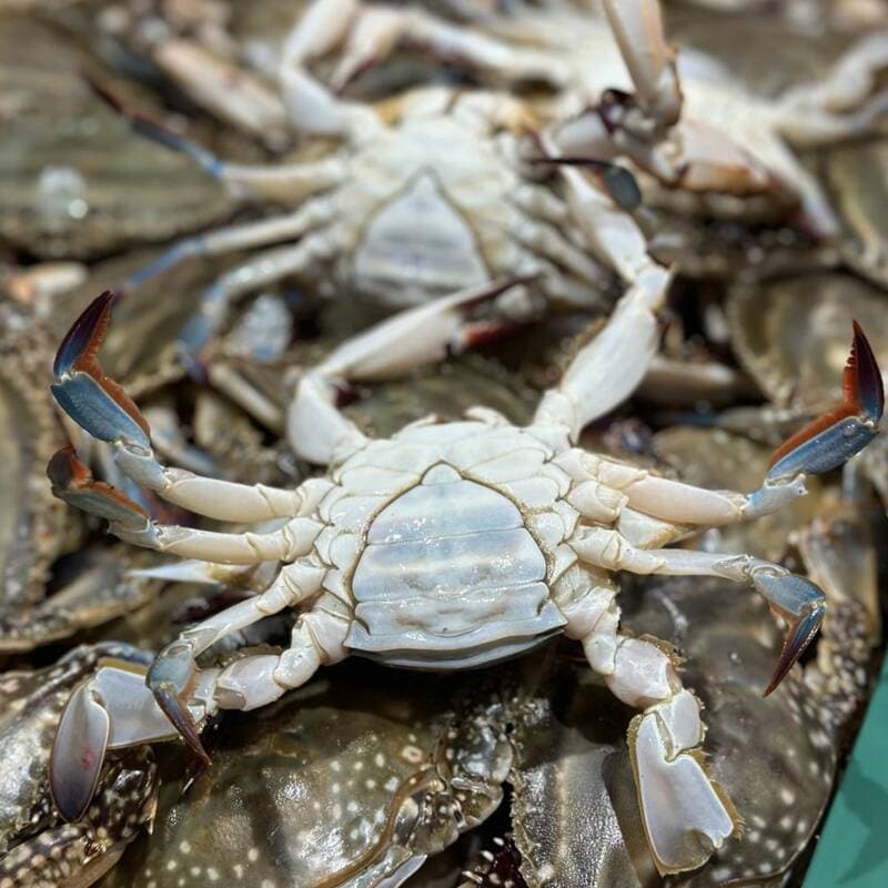 국내산 서해 활 생물 숫꽃게 4-6미 2kg