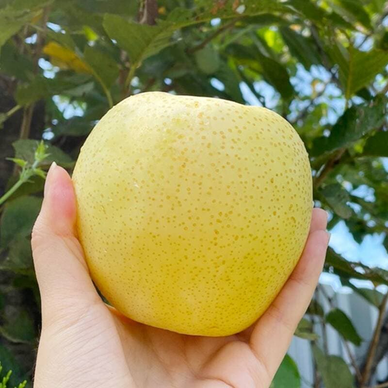 국내산 햇 황금배 실속형 대과 4kg