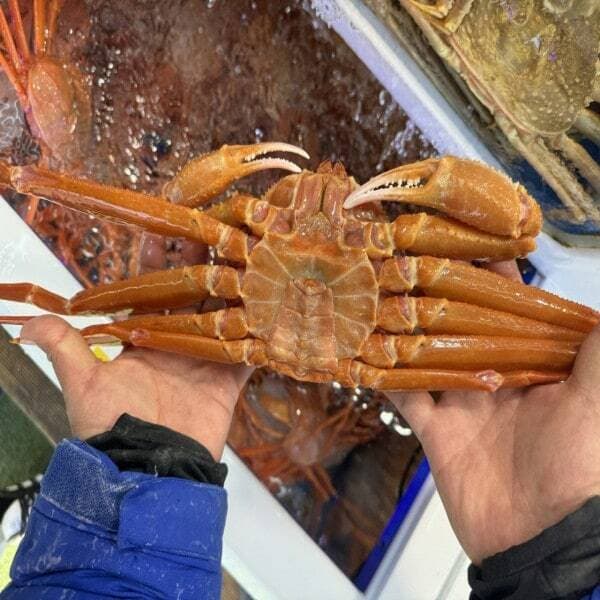후포리 박달홍게 4kg